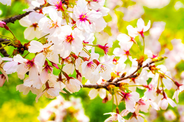 Fototapeta premium 美しく咲き誇る満開のクローズアップの桜と緑バック 背景