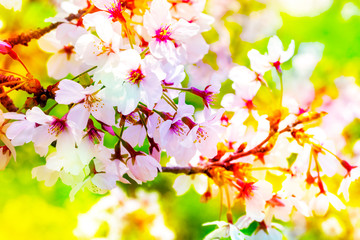 美しく咲き誇る満開のクローズアップの桜をピンク、黄色、赤、オレンジ、紫などカラフルにする　背景