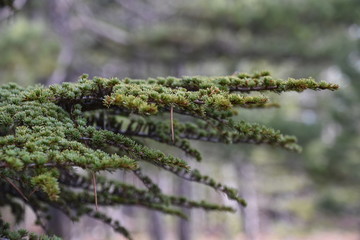Cyprus Cedar Branch Detail 1, Troodos Mountains