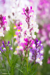 linaria