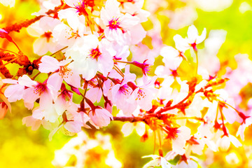 美しく咲き誇る満開のクローズアップの桜をピンク、黄色、赤、オレンジ、紫などカラフルにする　背景