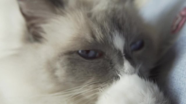 Beautiful long hair ragdoll cat lying in bed and leaking his paws and enjoying while nesting for cozy sleep. Blue eye home pet. Extreme close up of cat pruning or grooming himself. 4k uhd.