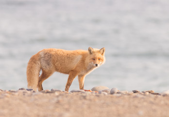 Naklejka na ściany i meble red fox on the beach Notsuke Hokkaido Japan