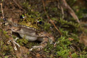Macro Image of Frog at Borneo Island - Torrent Frog
