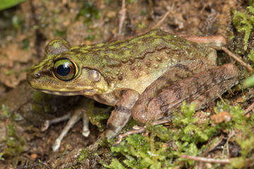 Macro Image of Frog at Borneo Island - Torrent Frog