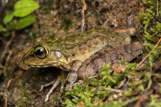 Macro Image of Frog at Borneo Island - Torrent Frog