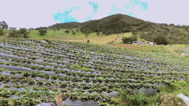 plantacion fresas