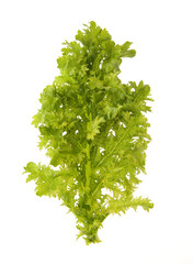 Fototapeta premium わさびな