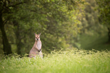 wallaby in the forest