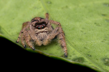Macro image of beautiful female Jumping Spider in Sabah, Borneo - Hyllus Giganteus