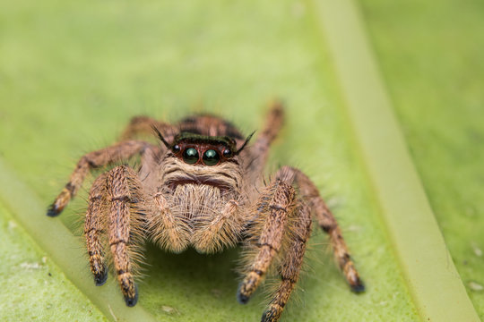 Macro image of beautiful female Jumping Spider in Sabah, Borneo - Hyllus Giganteus