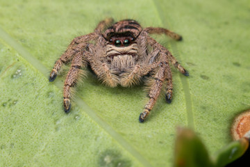 Macro image of beautiful female Jumping Spider in Sabah, Borneo - Hyllus Giganteus