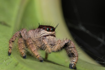 Macro image of beautiful female Jumping Spider in Sabah, Borneo - Hyllus Giganteus