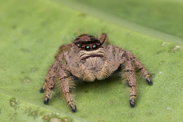 Macro image of beautiful female Jumping Spider in Sabah, Borneo - Hyllus Giganteus