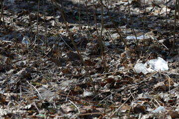 Garbage in the spring forest. The problem of ecology and pollution of nature
