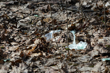 Garbage in the spring forest. The problem of ecology and pollution of nature
