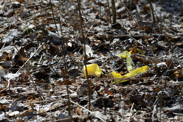 Garbage in the spring forest. The problem of ecology and pollution of nature