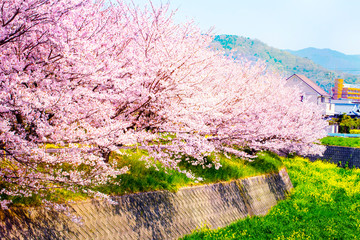 美しく満開に咲き誇る沢山の桜と石塀と青い空