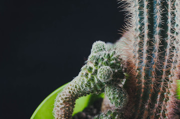 Cacti as a trend in the interior of the office and at home