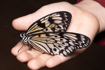 Fototapeta na wymiar Close up butterfly on woman hand. Beauty of nature