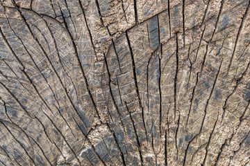 Old Wood Texture