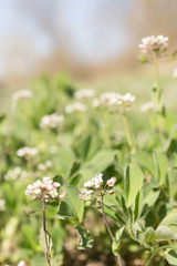 Close up of Capsella bursa-pastoris, known by its common name Shepherd's-purse . Medicinal plant.