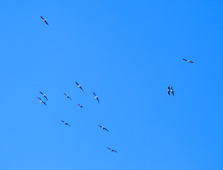 Sandwich Tern Bird Migrate To Warmer Countries