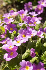 Small shrubs of spring garden and wild flowers primrose, Primula. Background.