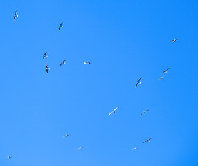 Sandwich Tern Bird Migrate To Warmer Countries