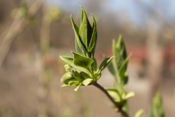 Lilac Flower Buds Sprouting in the beginning of Spring. Close up.