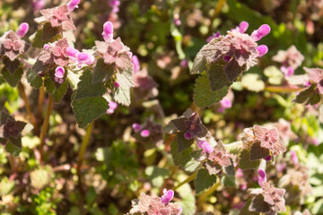 Obraz premium Blooming Red Dead nettle (Lamium purpureum) in its natural environment.