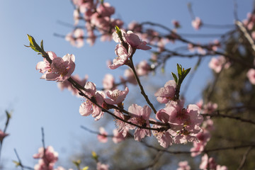 Beautiful cherry blossom tree in springtime over blue sky.