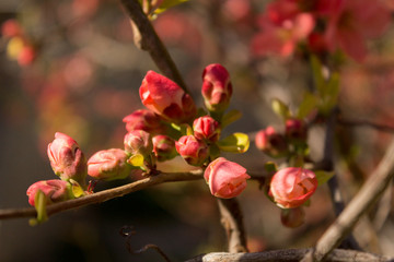 Obraz premium Red flower buds of Japanese quince at spring season.