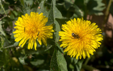 A bee collecting pollen on a yellow dandelion, green grass as a background.