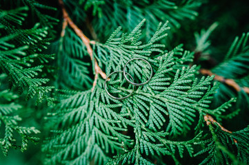 Two wedding rings on a branch thuja on a green background. Bride and groom wedding gold rings. Engagement.