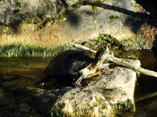 The red-eared slider (Trachemys scripta elegans), the red-eared terrapin or Die...