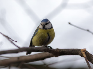 bluetit on a tree branch