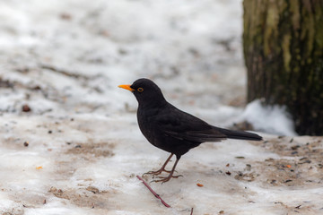 portrait of a blackbird