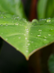 water drops on green leaf