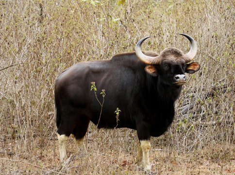 Bull guar, Bos gaurus, Bandipur National Park, Karnataka, India.