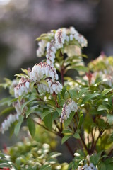 Traubenheide (Leucothoe)