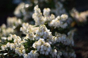 Traubenheide (Leucothoe)