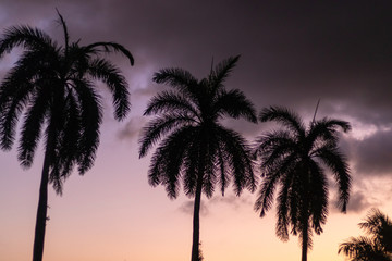 Fototapeta na wymiar Palm trees at sunset 