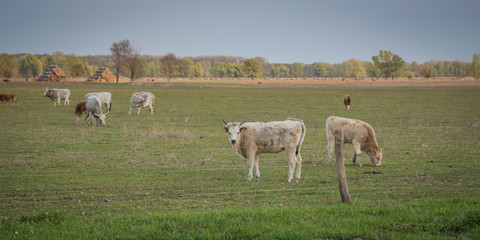 cows in field, medow, small group