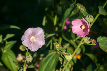Blooming geranium flower closeup as floral background