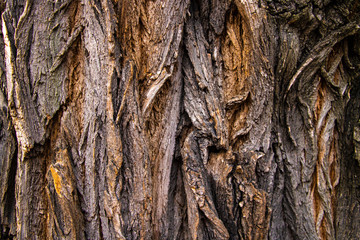 Closeup of texture background of an old oak tree bark.