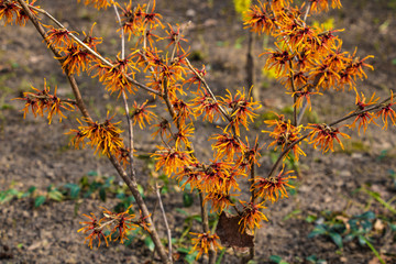 View of the beautiful yellow and red twigs.