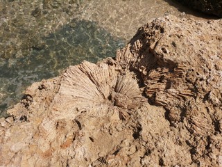 Fossilien, fossile Versteinerungen an Sahara Küste, Korallen, Holz