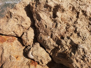 Fossilien, fossile Versteinerungen an Sahara Küste, Korallen, Holz