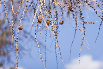 Spruce branches with cones against the blue sky. Hanging branches ate with cones without needles.